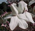 Magnolia vulcan